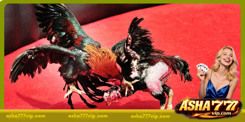 A Brief Guide to Cockfighting Live Streams Today