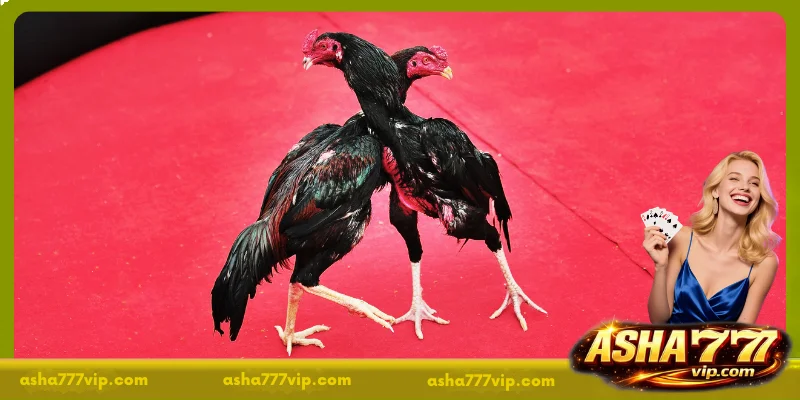Beginner’s Guide to Watching Live Cockfighting Today