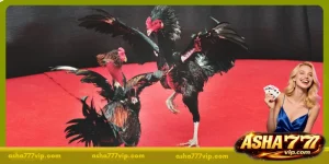 Cockfighting Live Stream Today - Guide for Bangladesh Fans