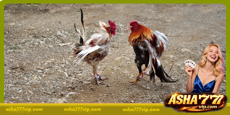 The Appeal of Watching Live Cockfighting Today